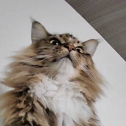 WeWae